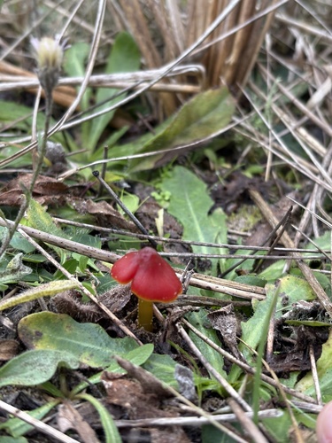 Dune Waxcap