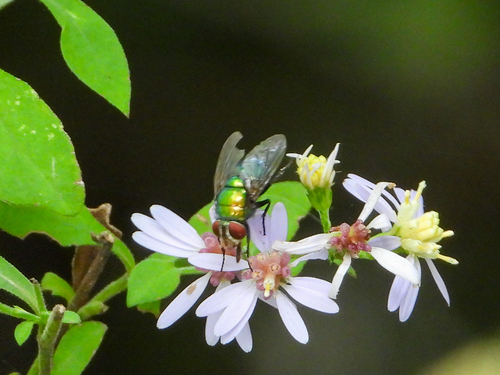 Unknown species found near S Canal St, Natchez, MS, US