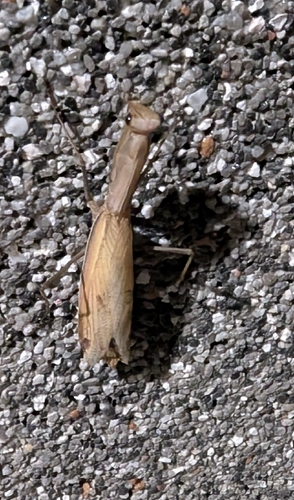 European Mantis