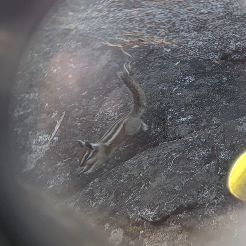 Lodgepole Chipmunk observed by courtney_m