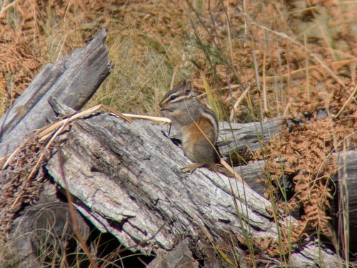 Gray-collared Chipmunk observed by rederd