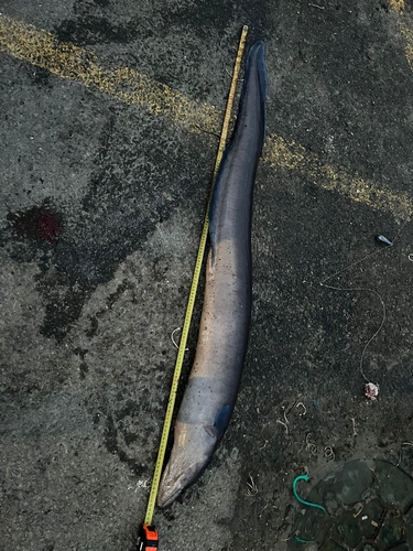 Conger conger