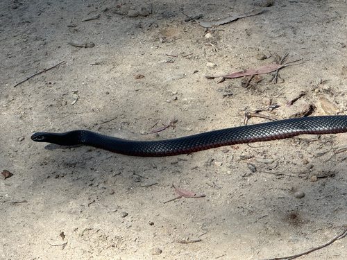 Red-bellied Black Snake sighting
