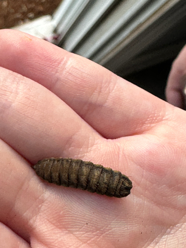 Unknown species found near Weathervane Dr, Durham, NC, US