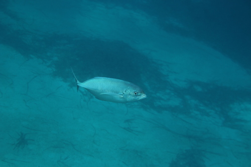 Caranx crysos
