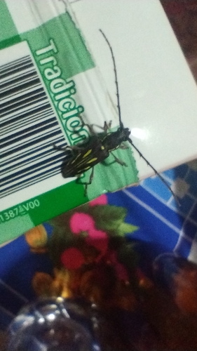Ambonus distinctus