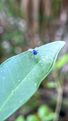 Unknown species found near Saint Petersburg, FL, US