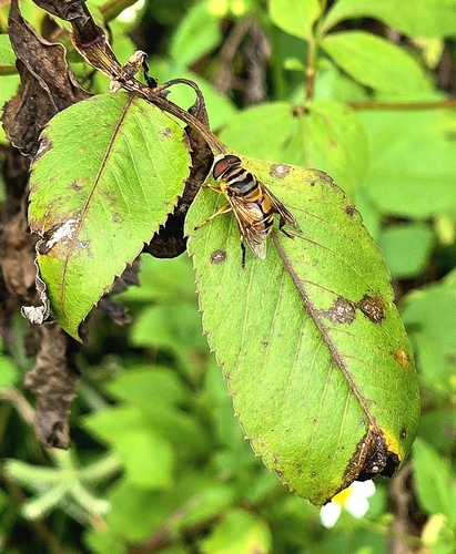 Unknown species found near Coral Springs Drive & Cypress Park, Coral Springs, FL 33071, USA