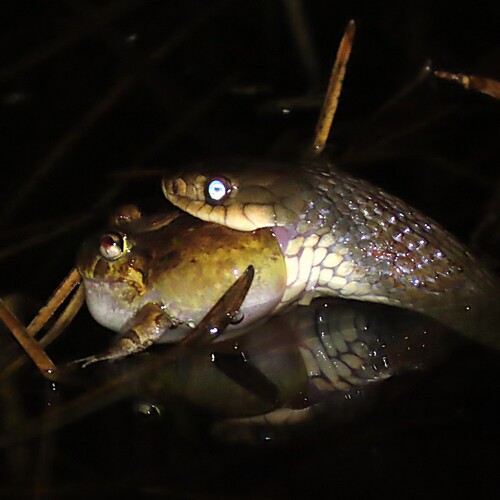 Common keelback sighting