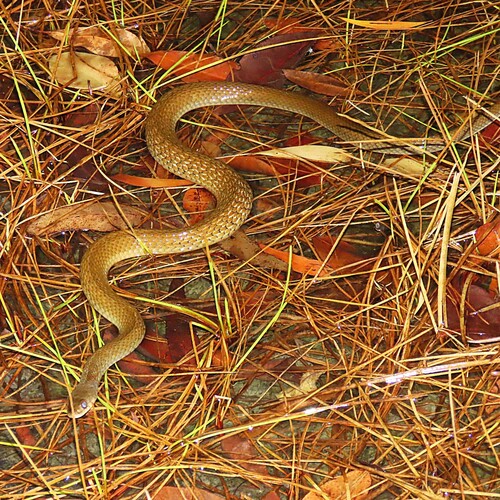 Common keelback sighting