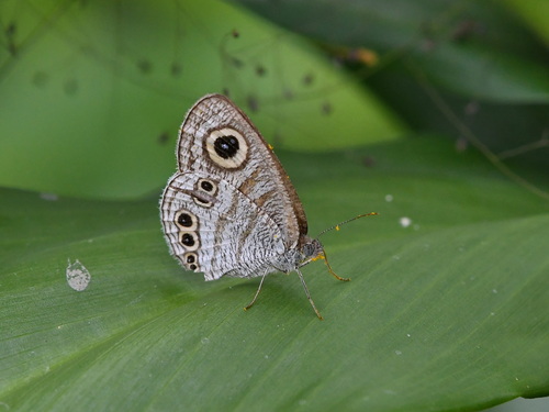 Philippine Five-Ring
