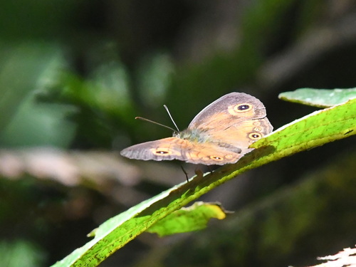 Mycalesis ita