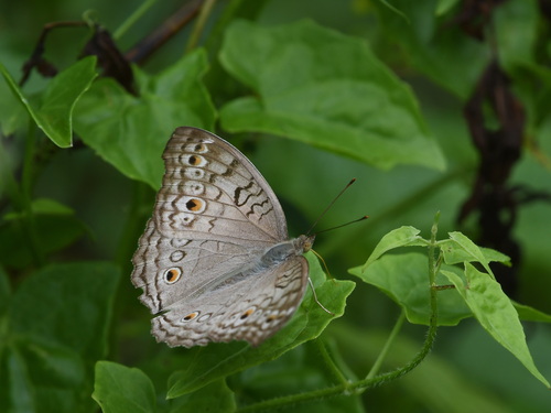 Grey Pansy
