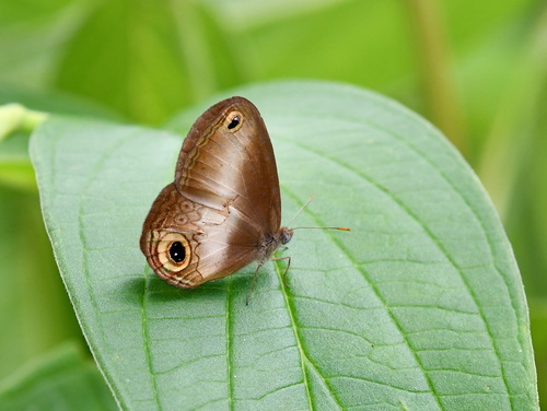 Acrophtalmia leto