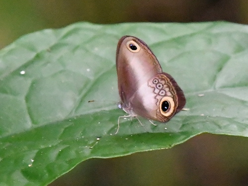 Acrophtalmia leto