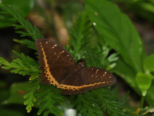Orange Archduke