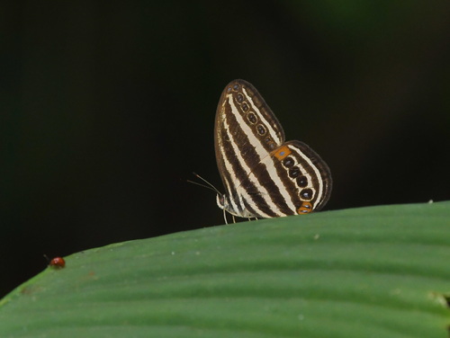 Ragadia crohonica