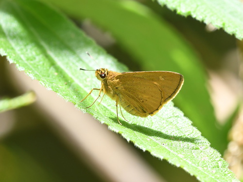 Xanthoneura telesinus