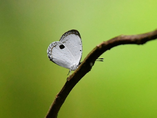 Forest Quaker