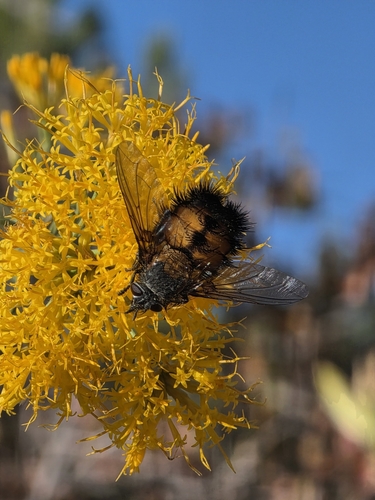 Unknown species found near Hurricane, UT 84737, USA
