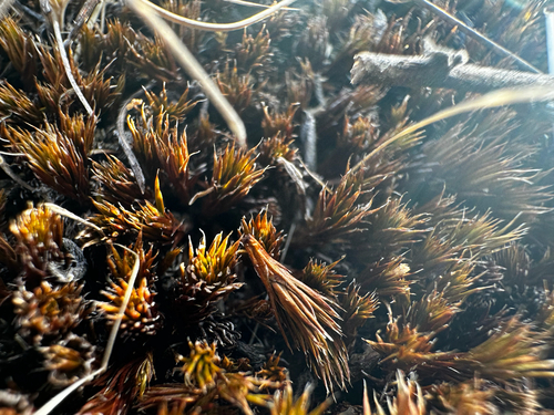 bristly haircap moss