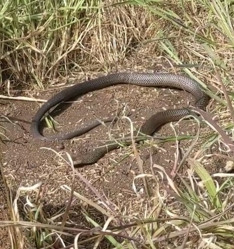 Eastern Brown Snake sighting