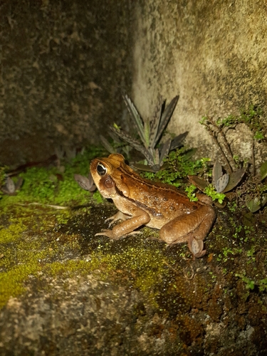 Striped Toad