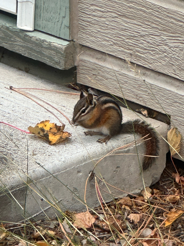 Yellow-pine Chipmunk observed by brhinozag16