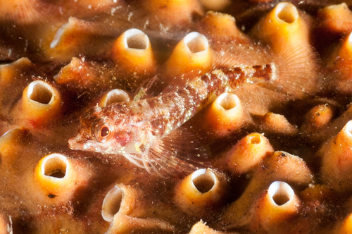 Enneapterygius rufopileus (Waite, 1904)