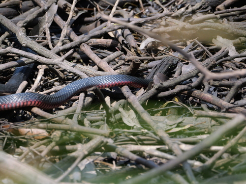 Red-bellied Black Snake sighting