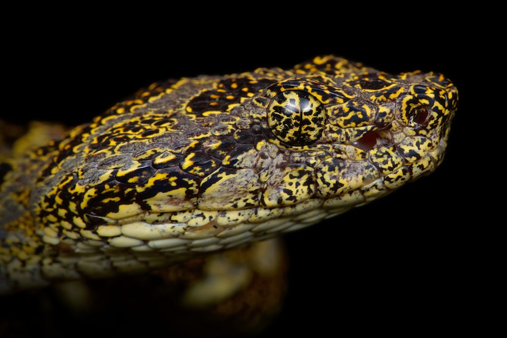 Speckled Forest Pit Viper