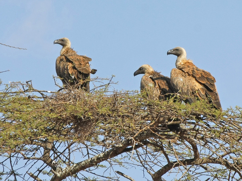 White-backed Vulture