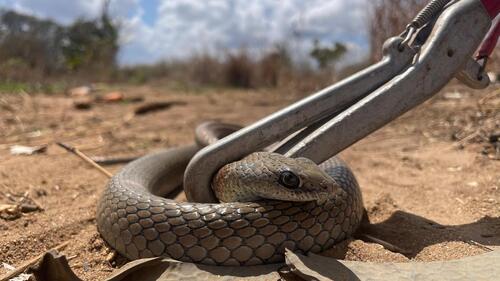 Olive Whip Snake