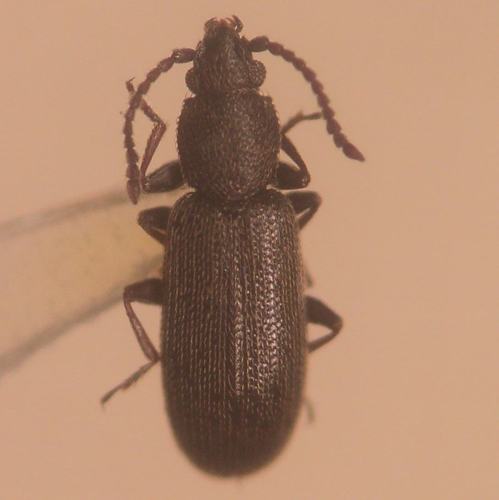 Genus Airaphilus · iNaturalist