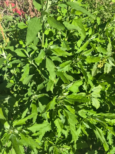 Common Lambsquarters