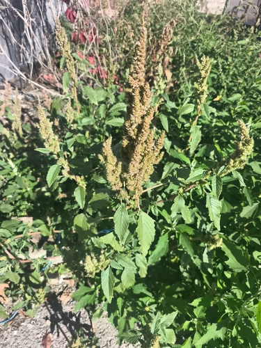 Redroot Amaranth