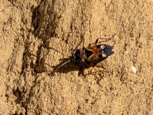 white-spotted groundbug