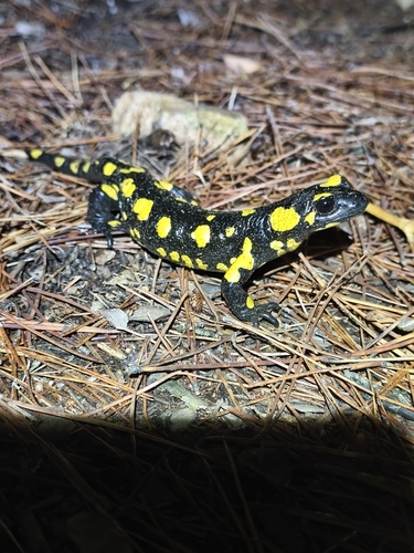 Avistamiento Salamandra común (Sierra Nevada)