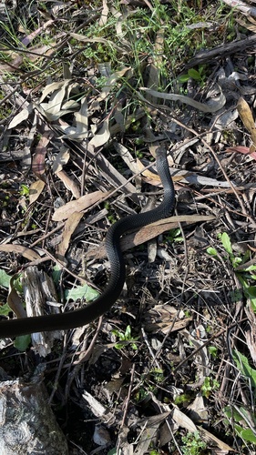 Highlands Copperhead sighting