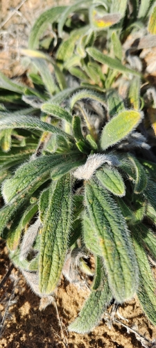 Dyer's Alkanet