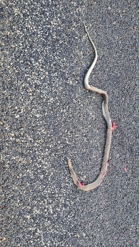 Mainland Dugite sighting