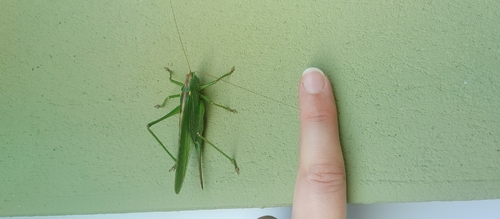 Great Green Bush-cricket