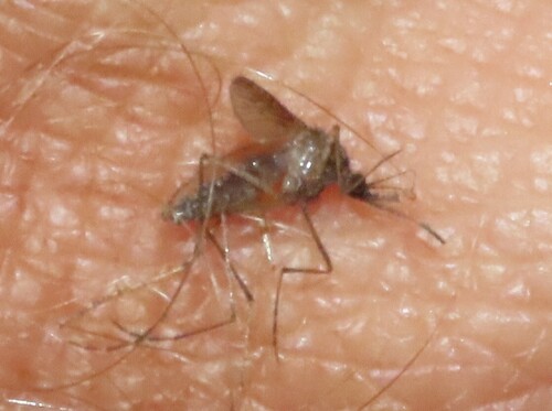 Unknown species found near Alachua County, FL, USA