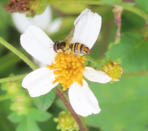 Unknown species found near Alachua County, FL, USA