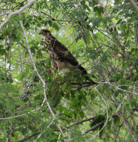 Harris's Hawk