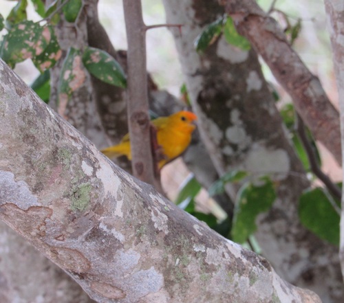 Saffron Finch