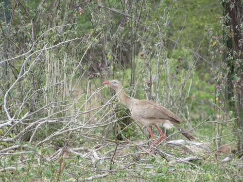 Red-legged Seriema