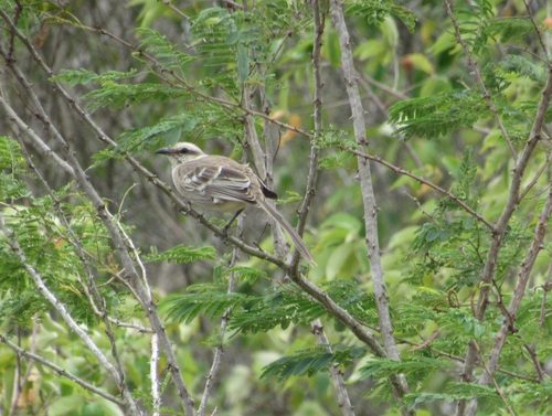 Chalk-browed Mockingbird