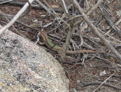 Spix's Whiptail