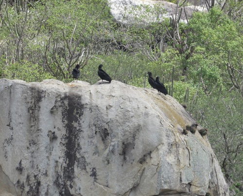 Black Vulture